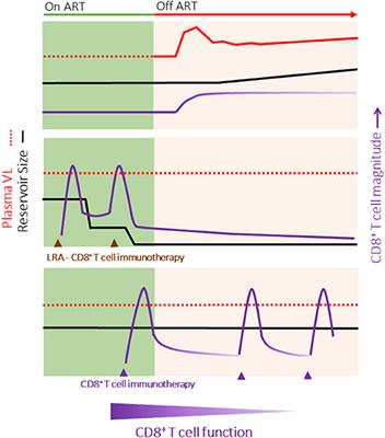 Harnessing CD8+ T Cells Under HIV Antiretroviral Therapy